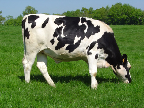 Holstein-Humphreston-Farm