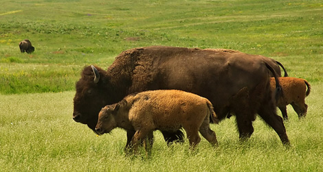cibi-sostenibili-bisonte