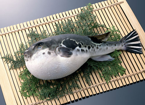 fugu-pesce-palla
