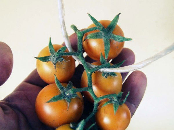 come-fare-i-pomodori-appesi-01