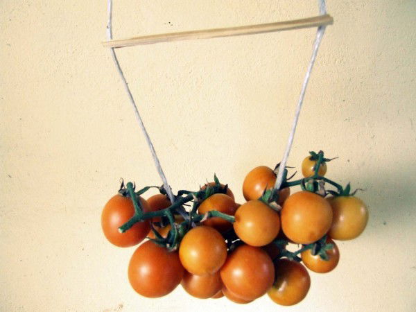 come-fare-i-pomodori-appesi-03