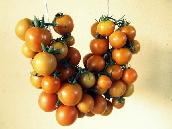 come-fare-i-pomodori-appesi-04