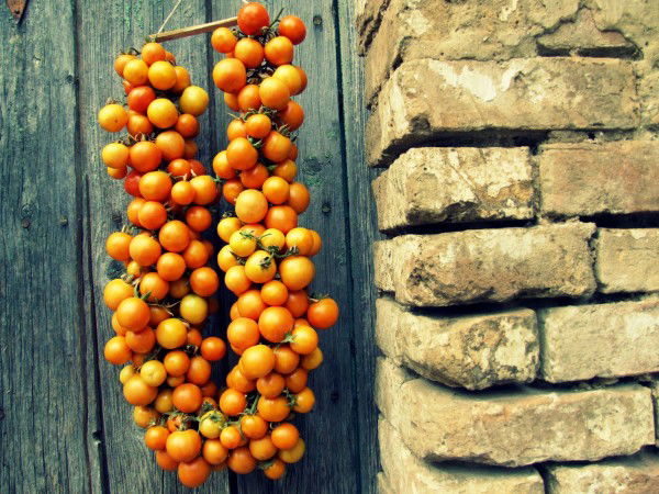 come-fare-i-pomodori-appesi-06