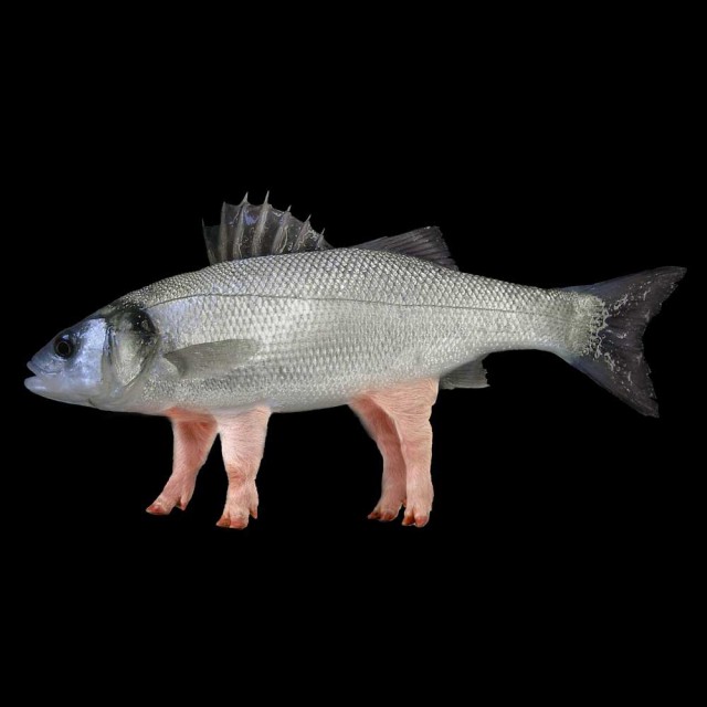 pesce-maiale-q