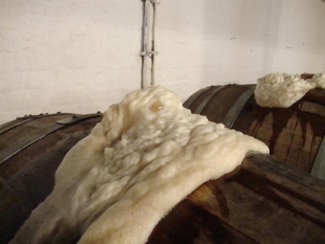 fermentazione spontanea birra
