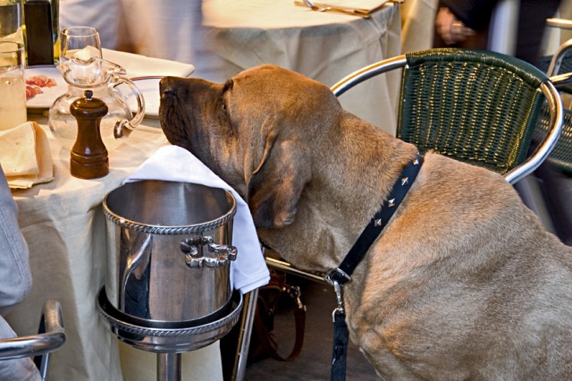cane al ristorante
