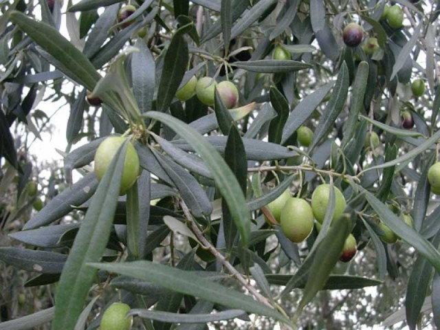 olive Sardegna