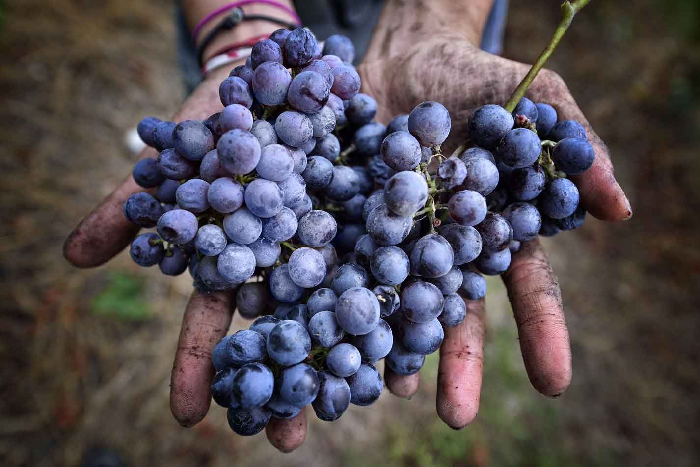 freisa di Chieri vitigno uva