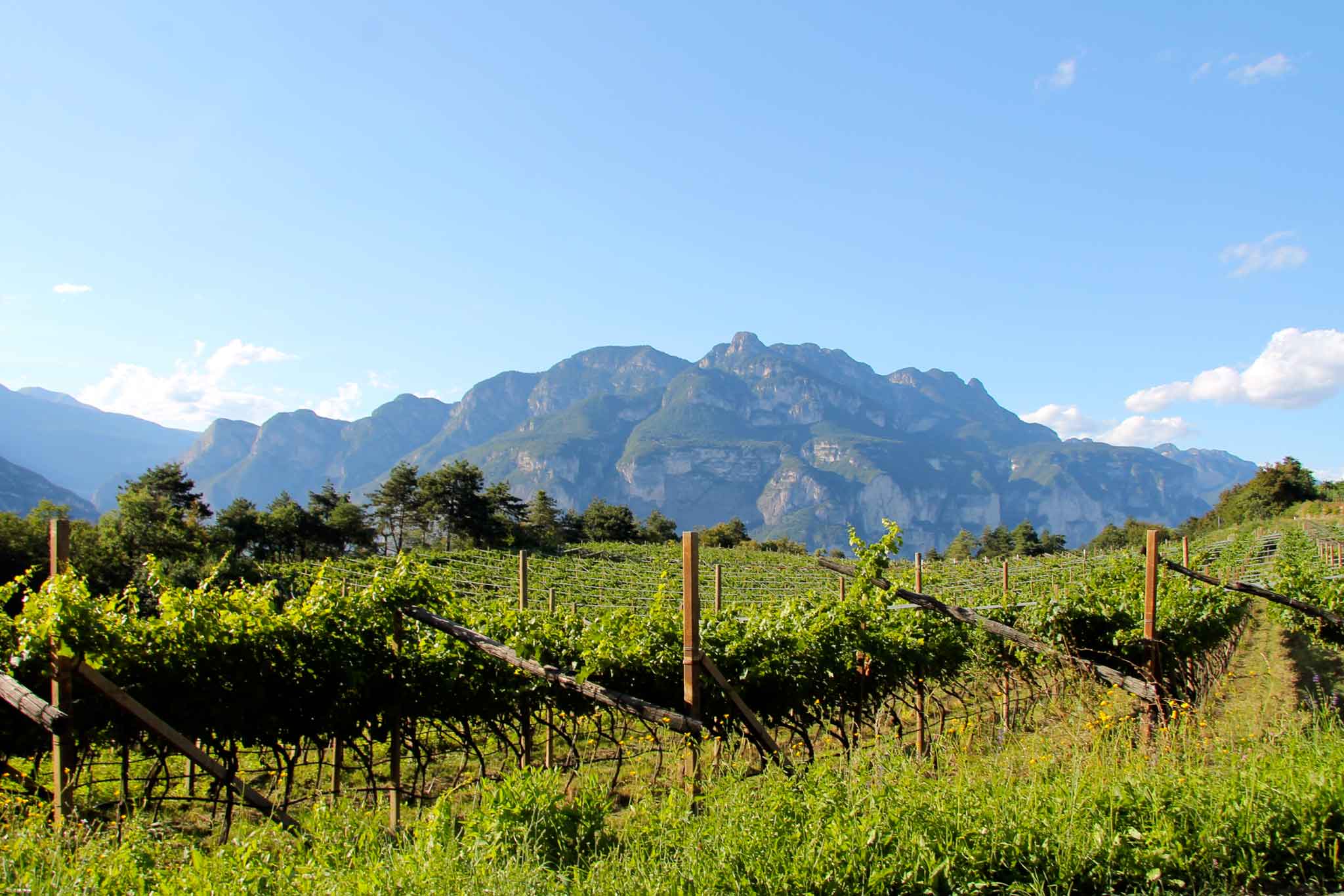 Trentino vigne