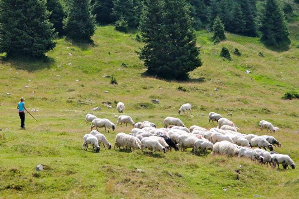 romania pecore