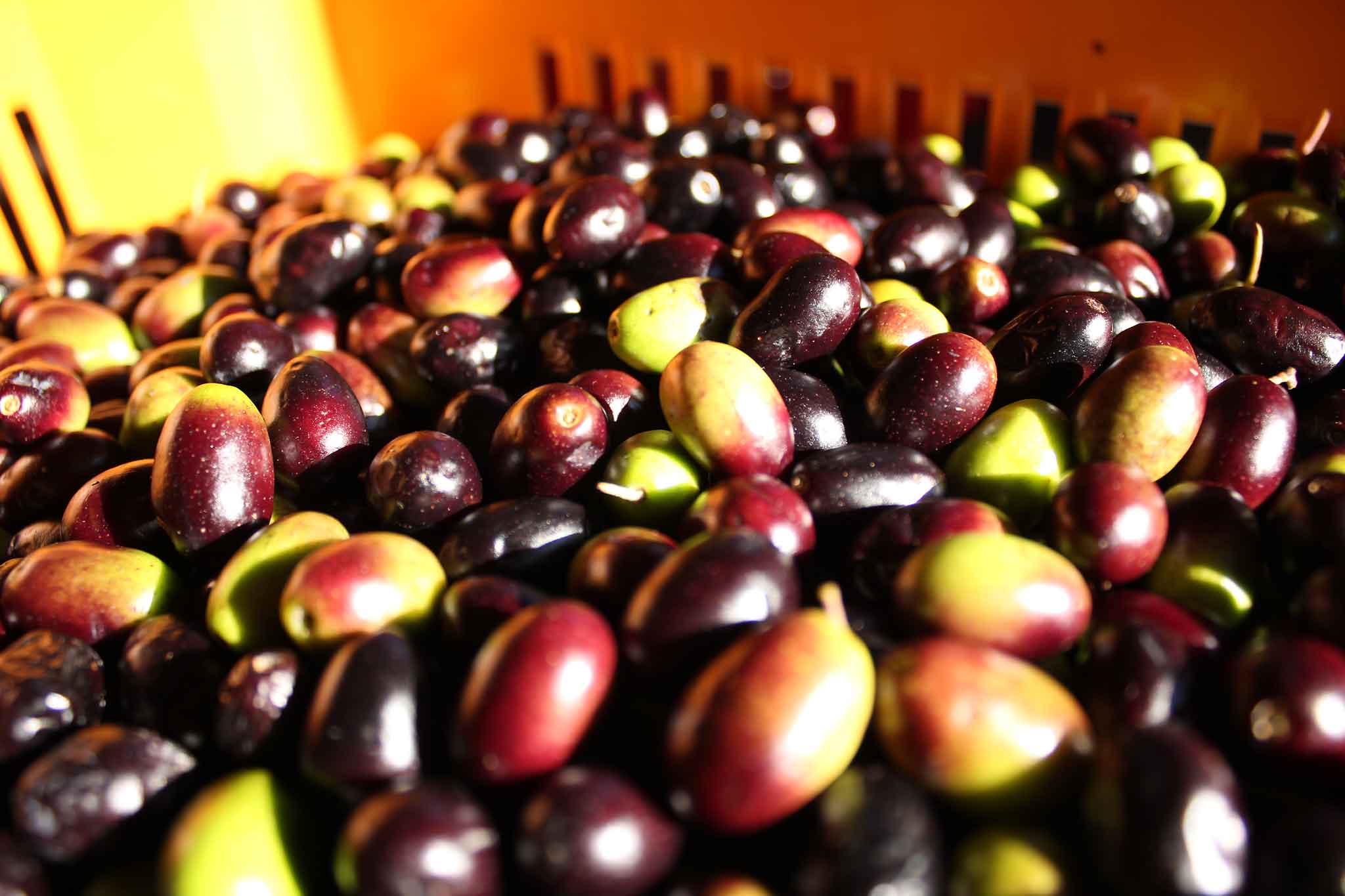 olive-taggiasche-in-cassetta