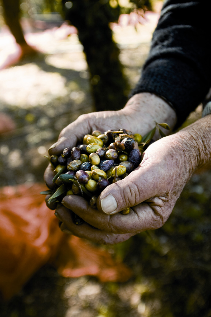 olive-taggiasche-produttore