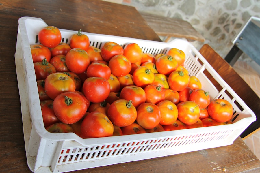 pomodori-mulino