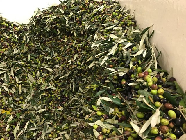 olio-olive-fattoria-maiano