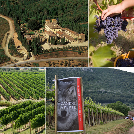 vino-censis-1