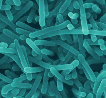 Listeria-monocytogenes