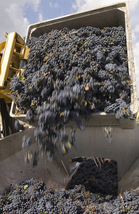 vendemmia-Casanova-Neri