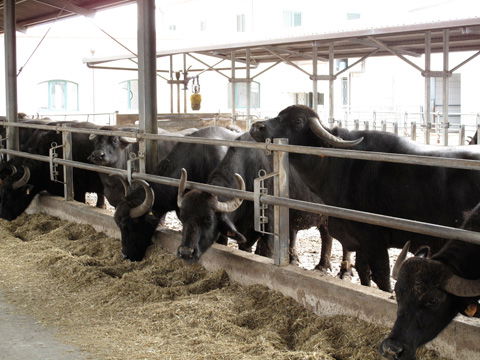 bufale