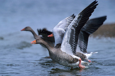 oche-in-volo