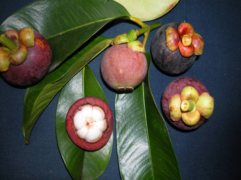 mangostano