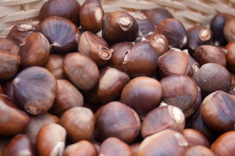 Castagne, il piatto piange. Insetto cinese dimezza raccolto Castagne, il piatto piange. Insetto cinese dimezza raccolto