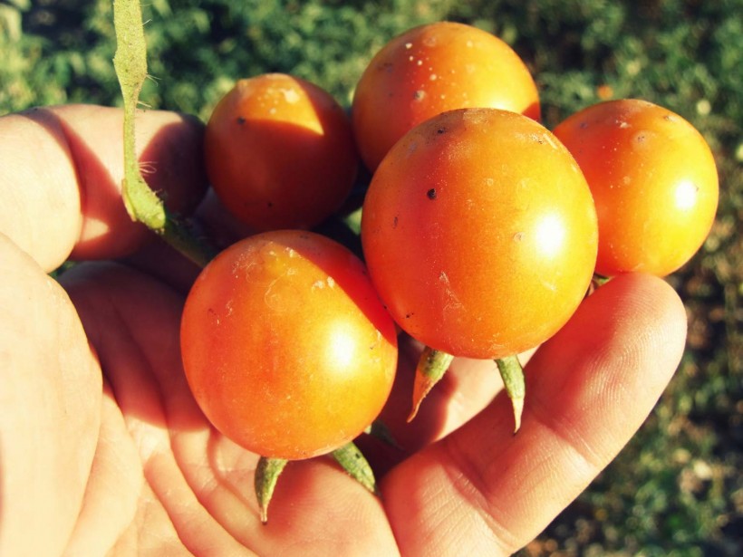 Pomodori Conservarli Appesi Come Il Piennolo