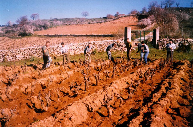Terreno sardo lavorazione vino