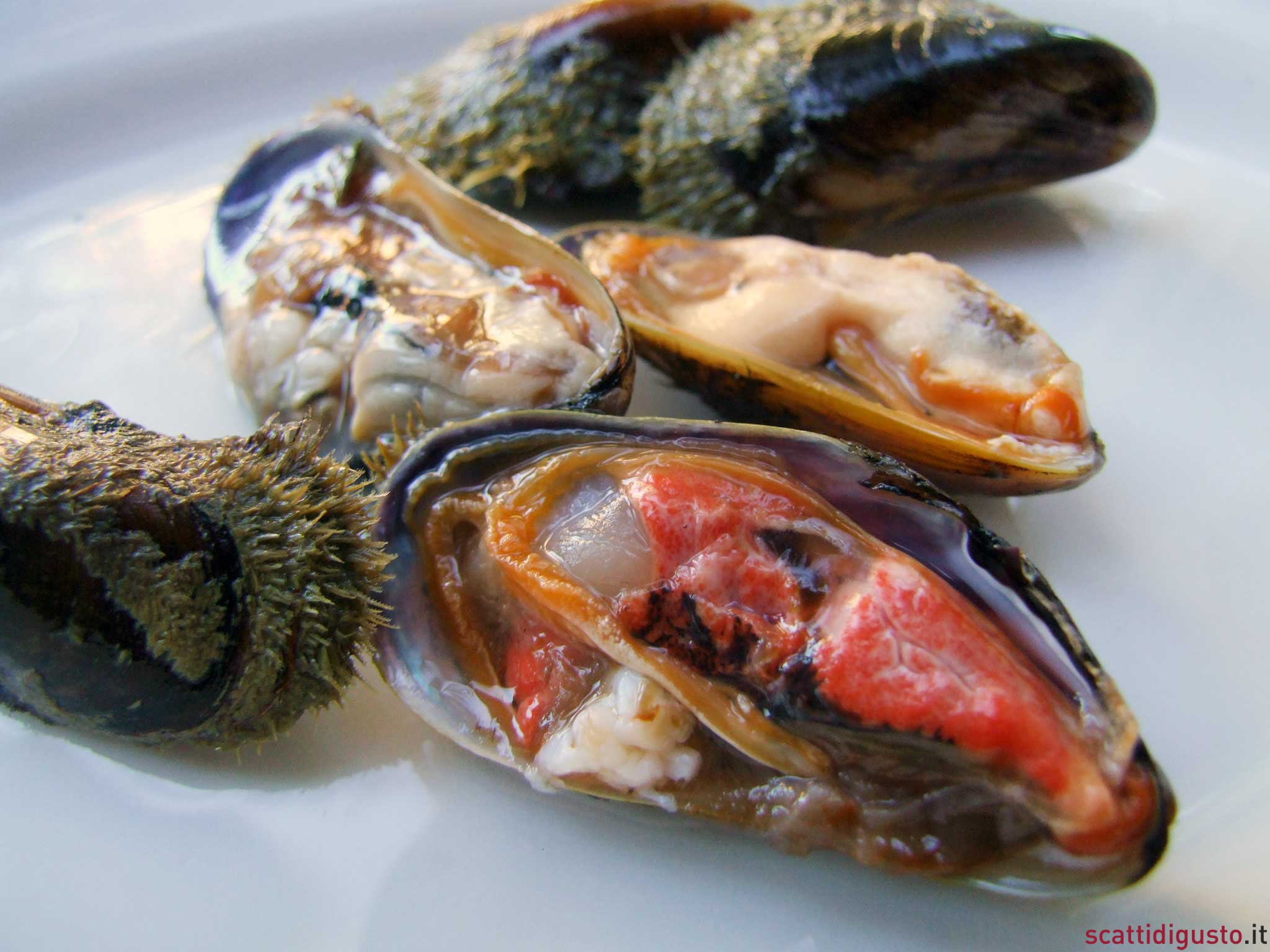 Bari. Guida fotografica alla degustazione della cozza pelosa
