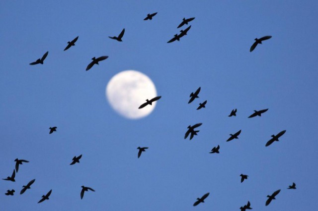 storni luna ph reuters