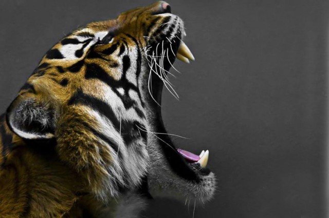 tigre sottilette