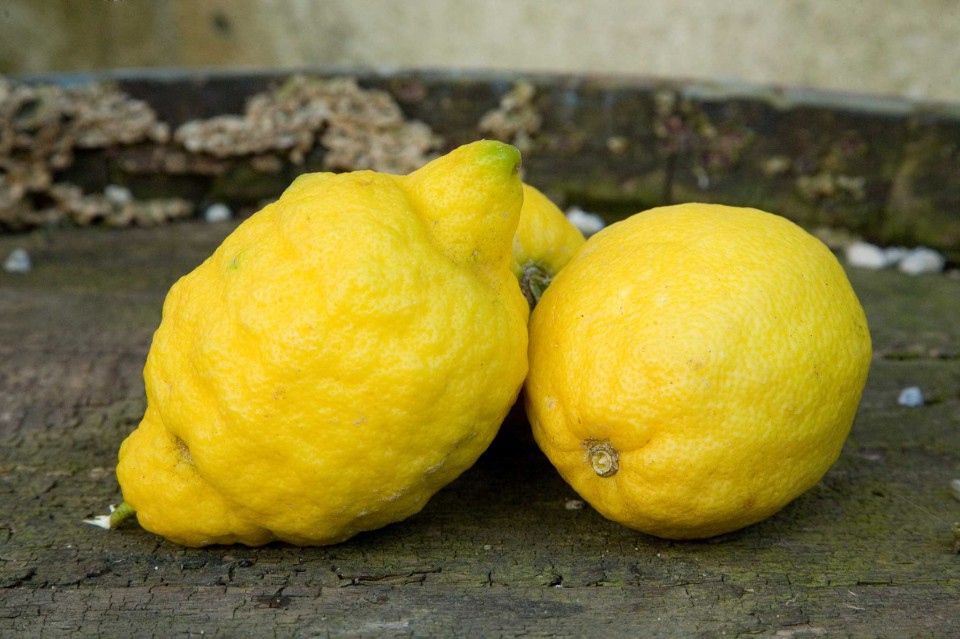 limoni