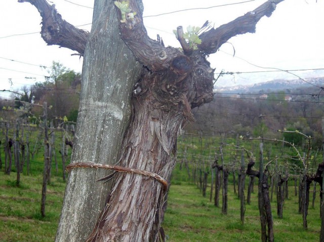 vigneti rocca di principe