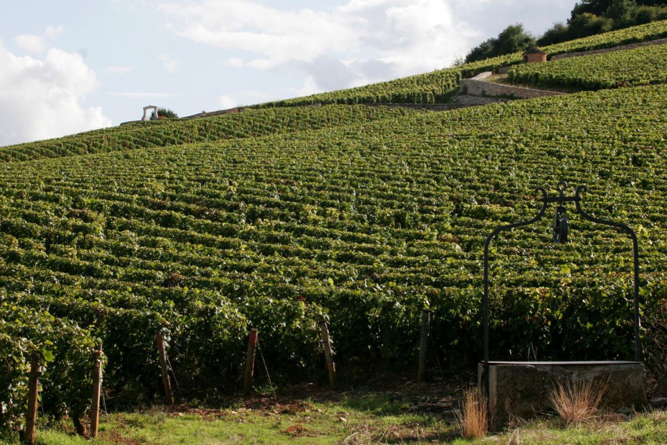 Clos De Lambrays Borgogna
