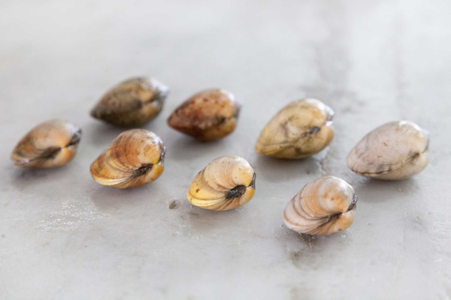 Vongole veraci campane