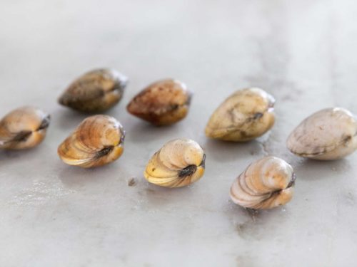 Vongole veraci campane