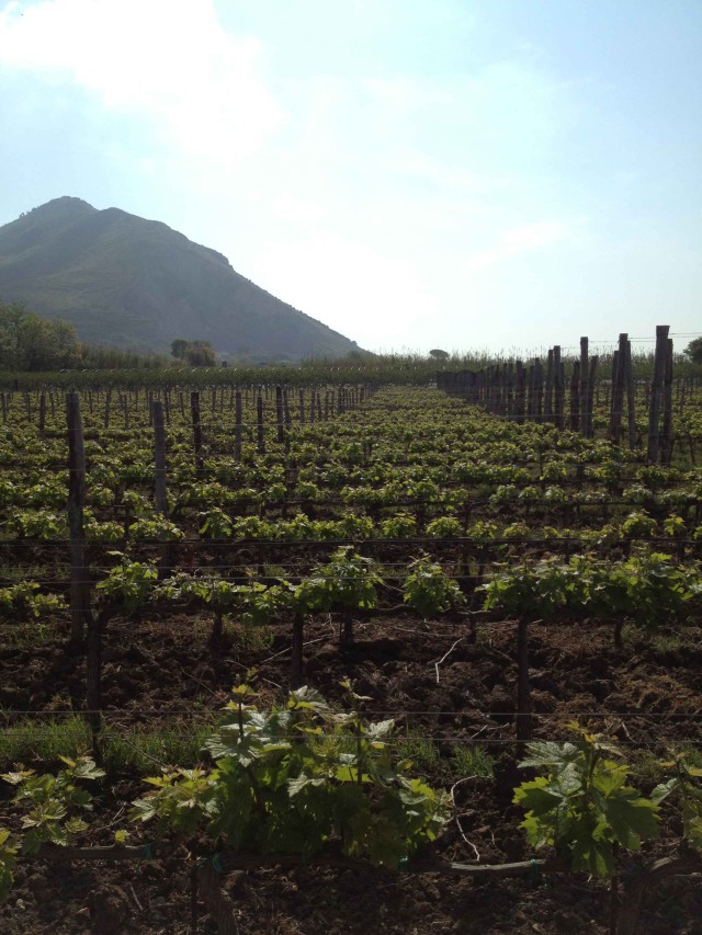 vigneti Cantine Moio