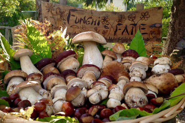 funghi porcini