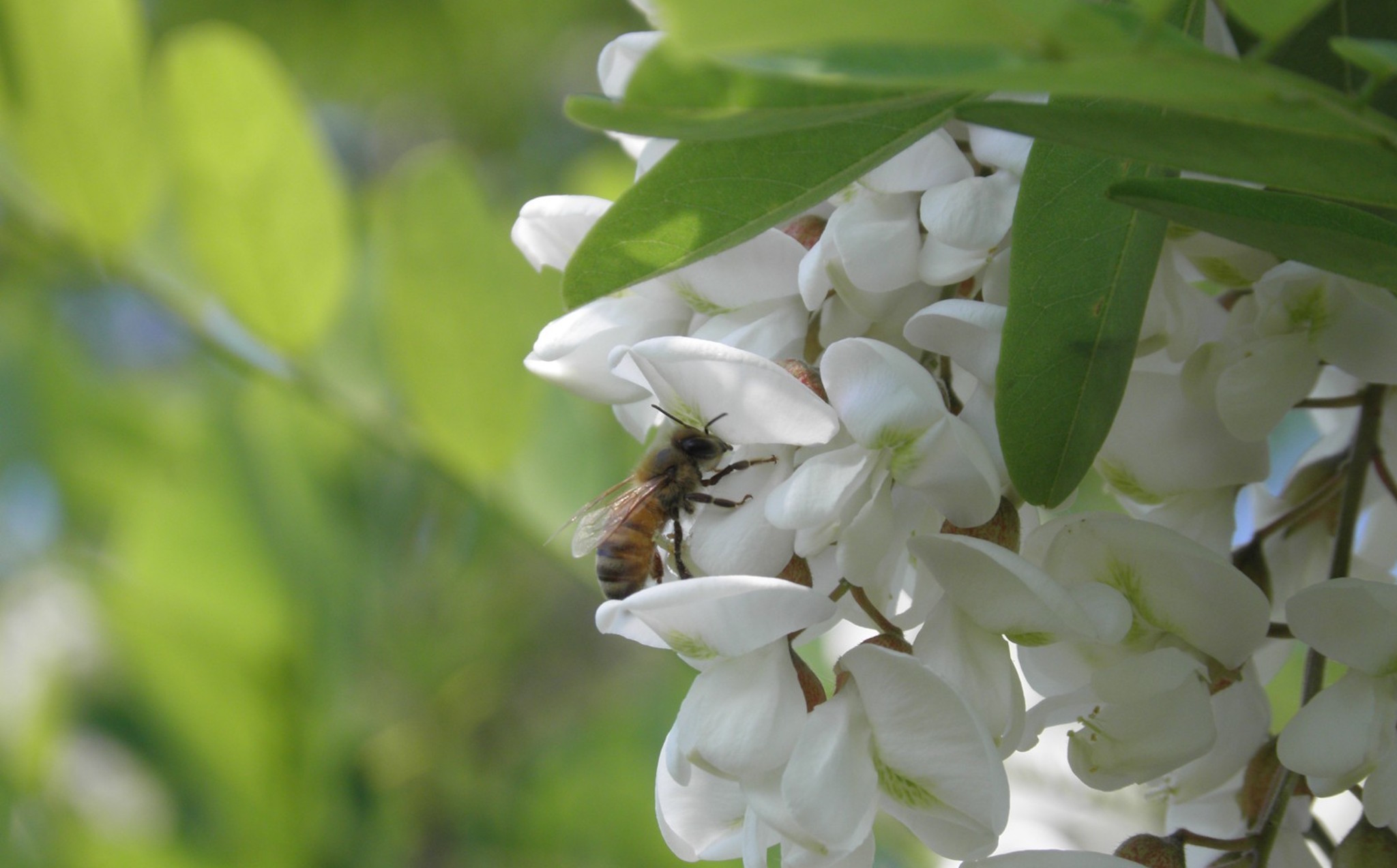 Ape su fiori di acacia