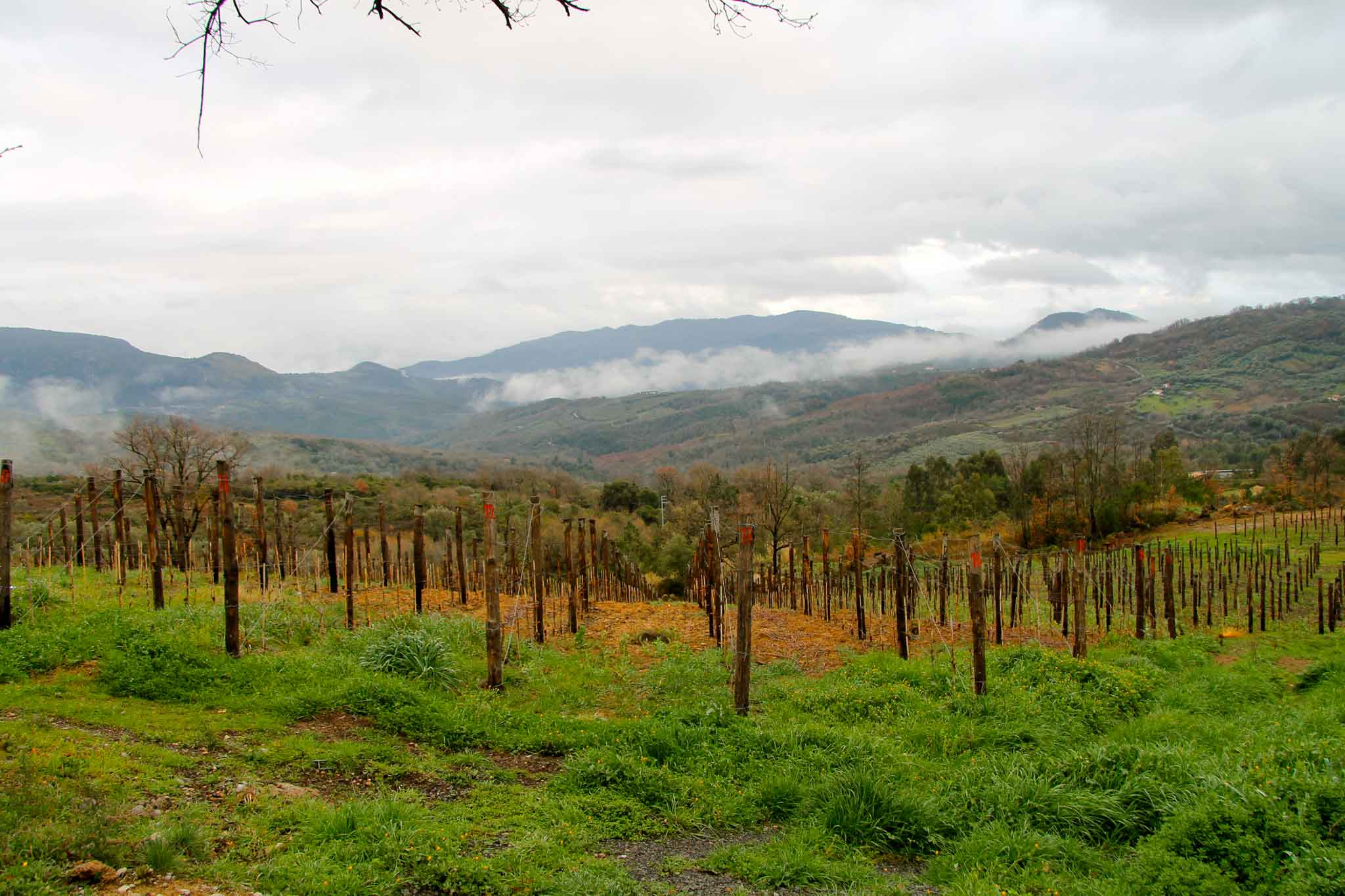 Mario Donnabella vino Cilento 3