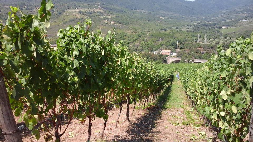 vigna tra forie e centola