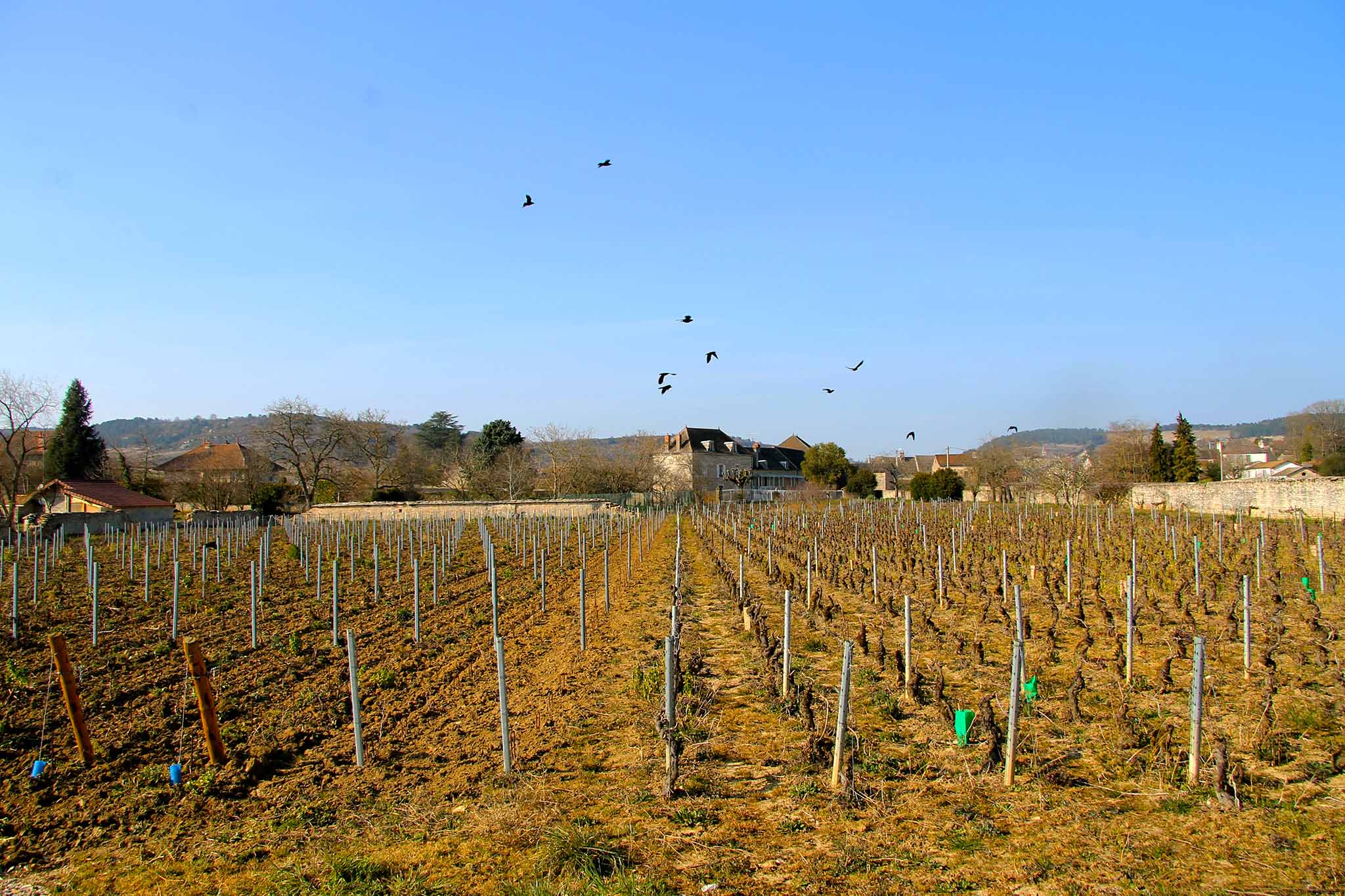 Vigne Beaune