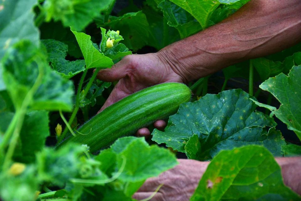 zucchine virginio rota