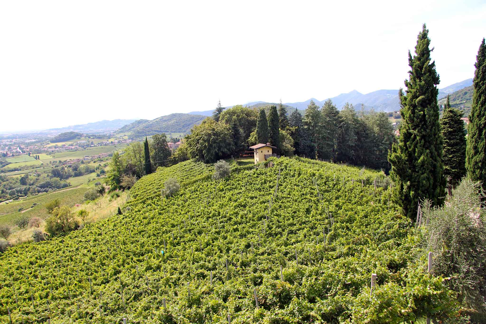 Moscato di Scanzo 1