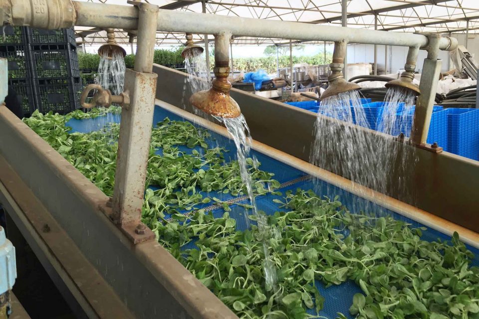 rago-primo-sciacquo-verdure