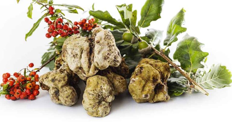 Appuntamenti di Gusto a Milano: panettoni e tartufi