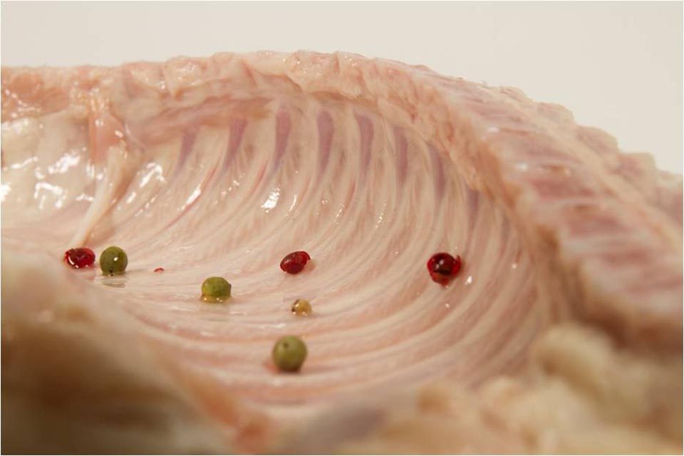 maialino bianco