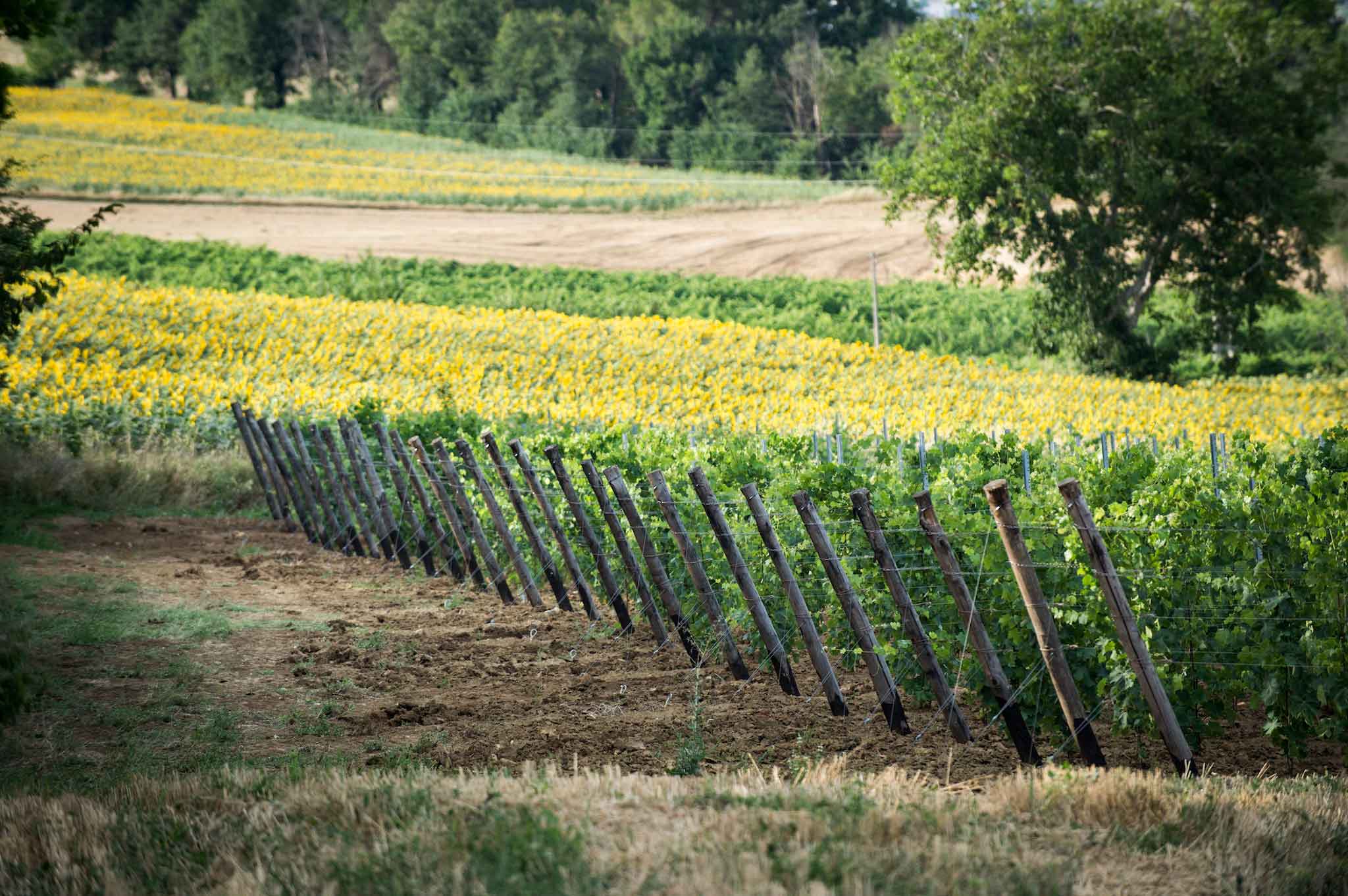 Risultati immagini per IL VERDICCHIO A MATELICA--PAESAGGI DELLE VITI?