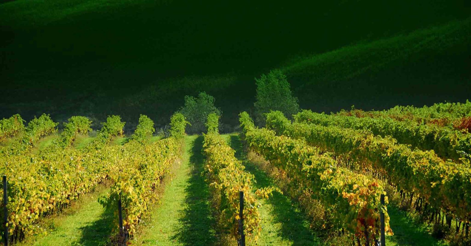 I vigneti del Verdicchio
