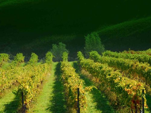 I vigneti del Verdicchio