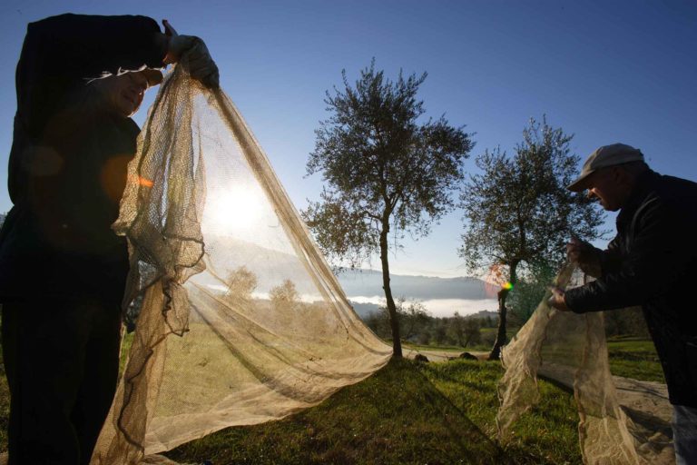 Toscana. Perché Laudemio è un olio extravergine di oliva eccellente